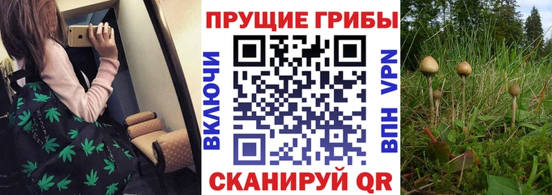 Купить где  Почеп  Псилоцибиновые грибы Psilocybine cubensis 